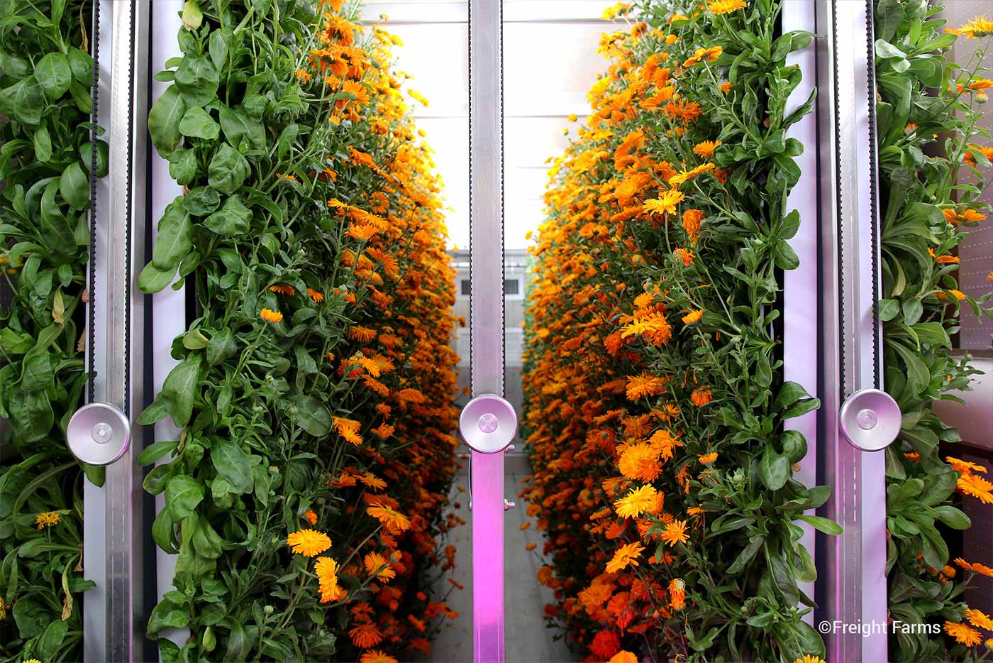 vertical-farming-flowers