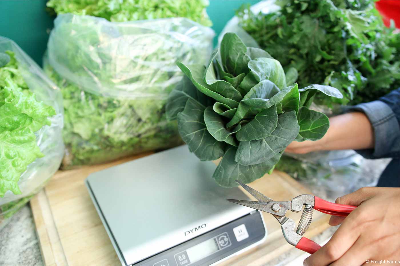 vertical-farming-salad